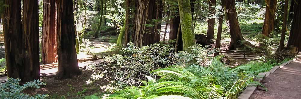 trail in woods